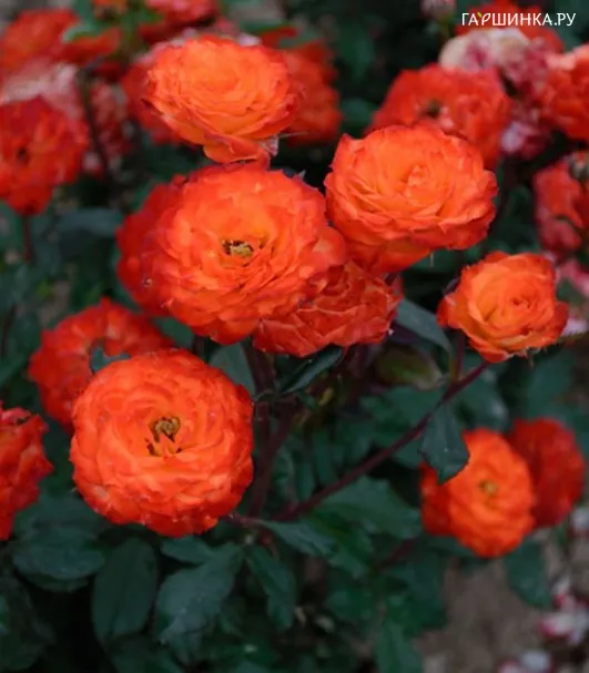 Роза Сюрпрайз Патти  флорибунда, Imperial Rose