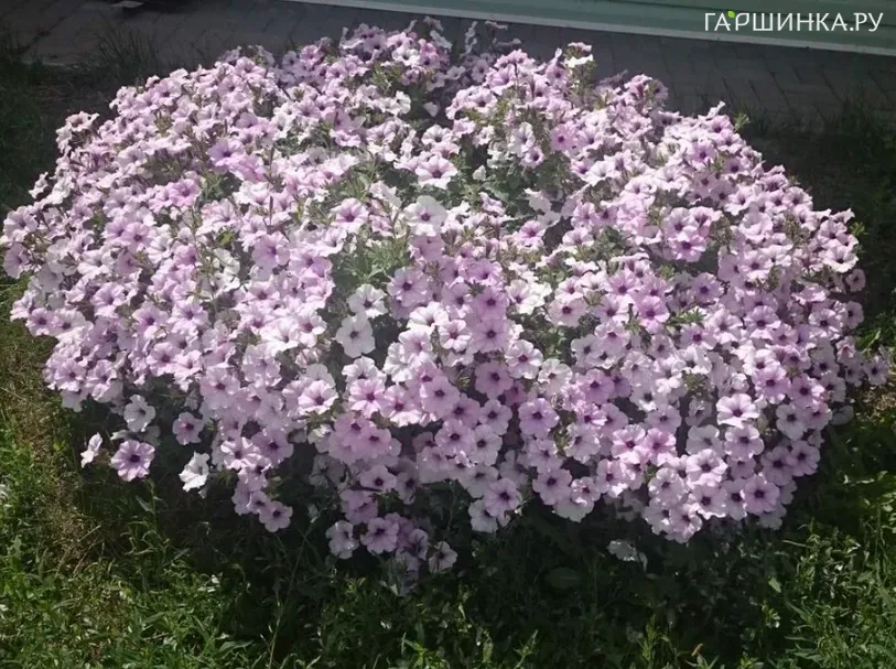 Петуния Тайдал Вэйв Сильвер ампельная (драже) 5 шт