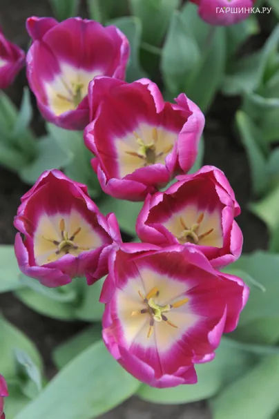 Тюльпан Буллит Триумф 3 шт