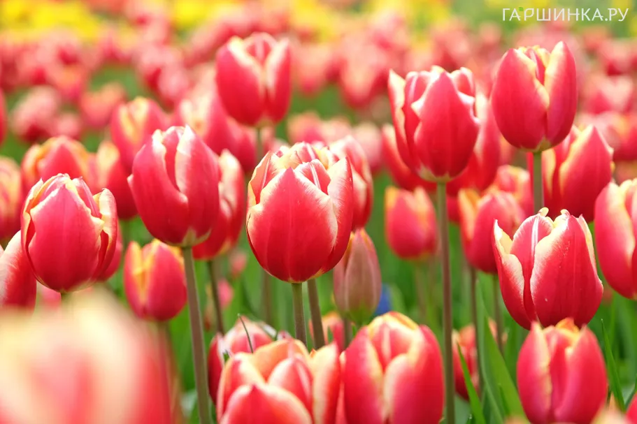 Тюльпан Лин ван де Марк Триумф 3 шт