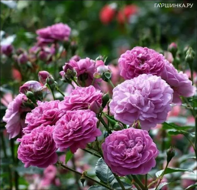 Роза Сиреневый дождь