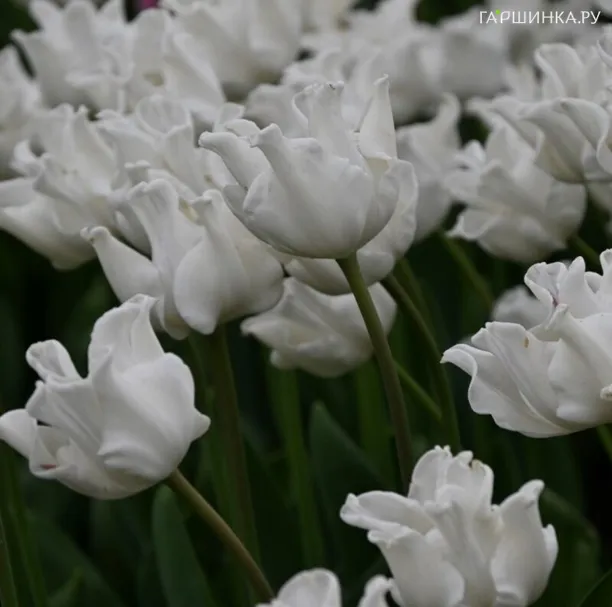 Тюльпан Вайт Либерстар Триумф 5шт