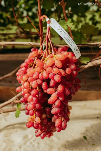 Виноград Кишмиш Велес