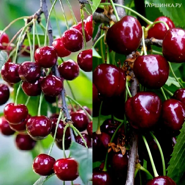 Вишня Шоколадница + опылитель