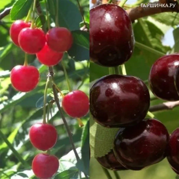 Вишня Нижнекамская + опылитель