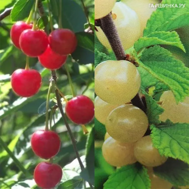 Вишня войлочная Сновит + опылитель