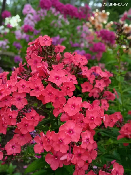 Флокс Иван-Заря