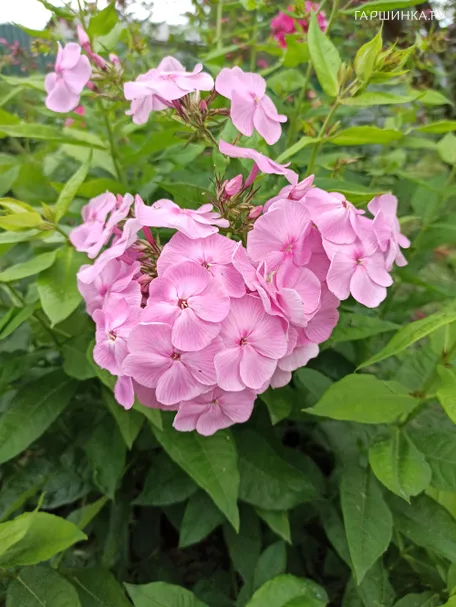 Флокс Катенька-Катюша