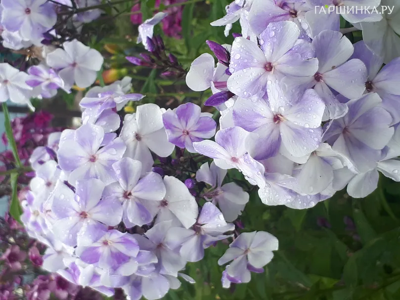 Флокс Чайка