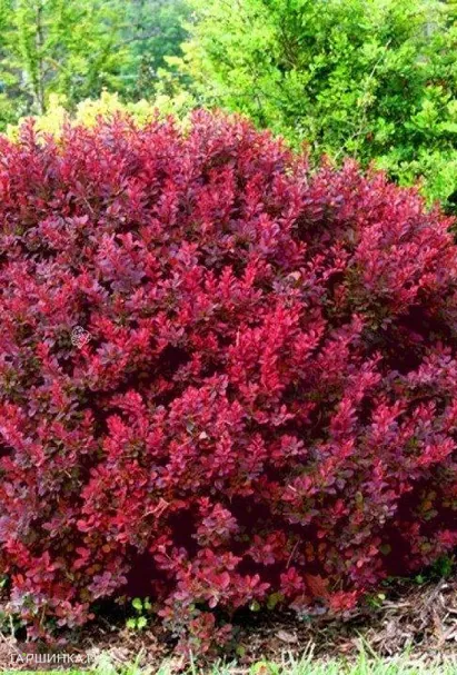 Барбарис Тунберга Багатель