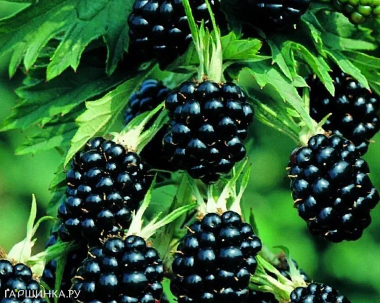 Ежевика Торнлесс Эвергрин