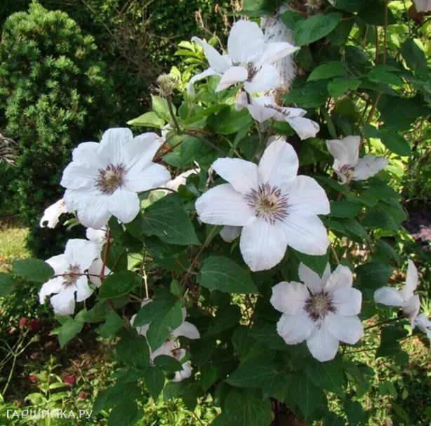 Клематис Иоанн Павел II крупноцветковый (2)