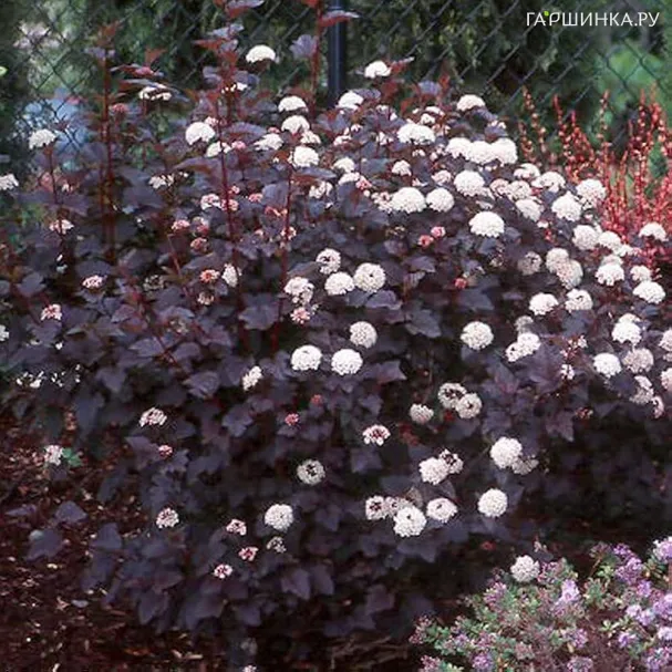 Пузыреплодник Диабло