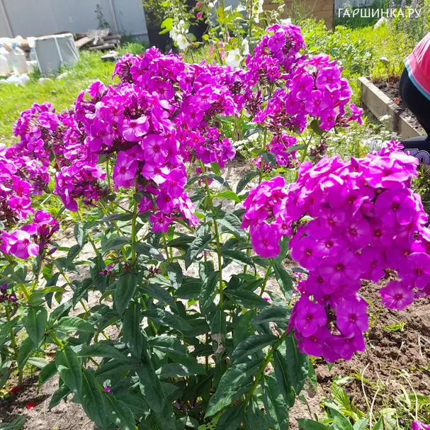 Флокс Аметистовый