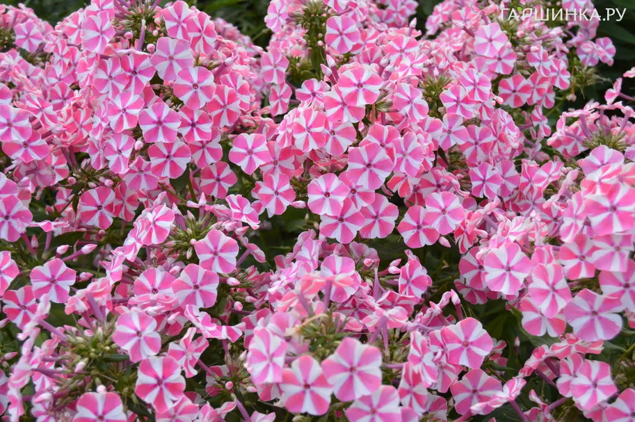 Флокс Мишенька