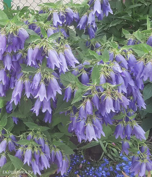 Колокольчик Сарастро