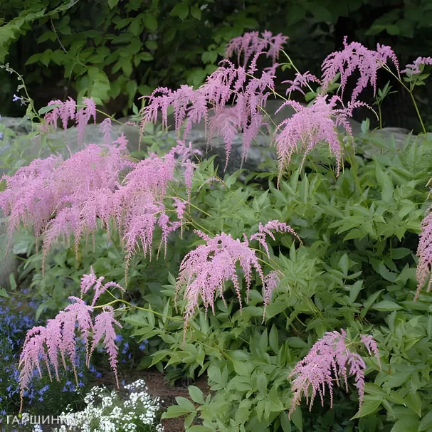 Астильба Тунберга Страуссенфедер