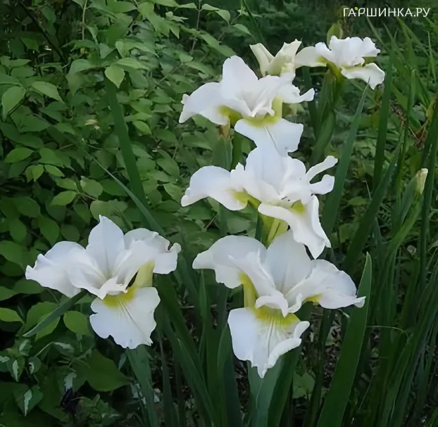 Ирис сибирский Харпсвелл Хэпинес