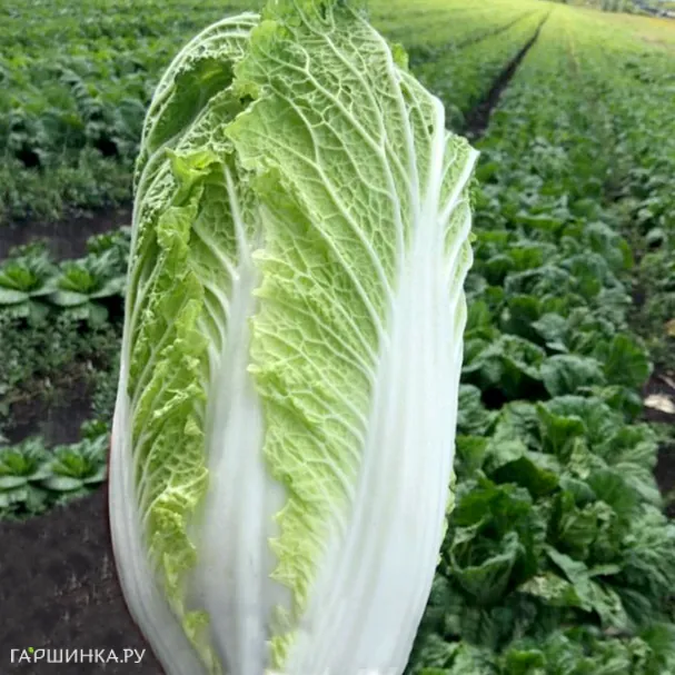 Пекинская капуста Бокал 0,2 г