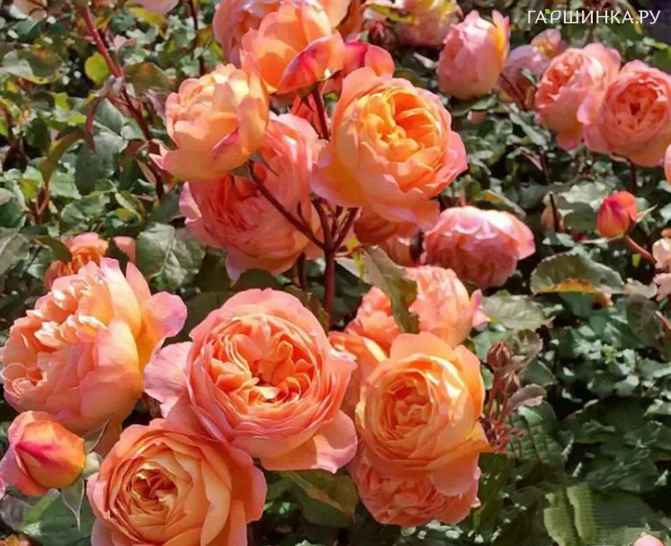 Роза Леди Эмма Гамильтон, Д.Остин кустарниковая (лиц)