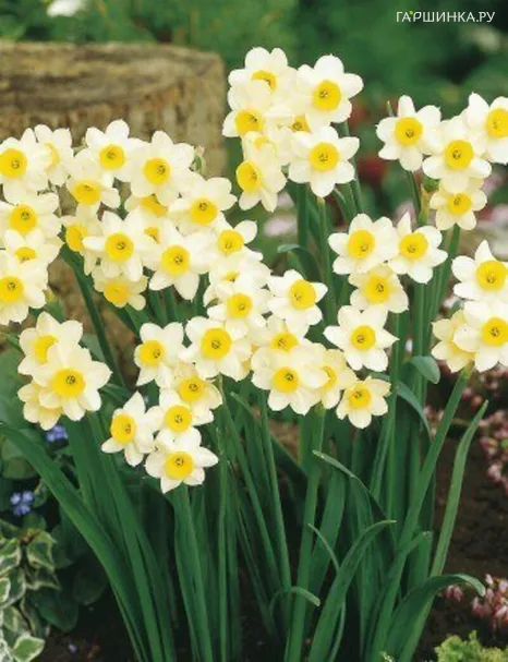 Нарцисс Минноу мини 5шт