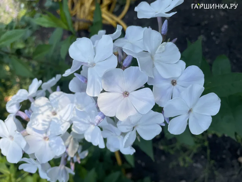 Флокс Небеса