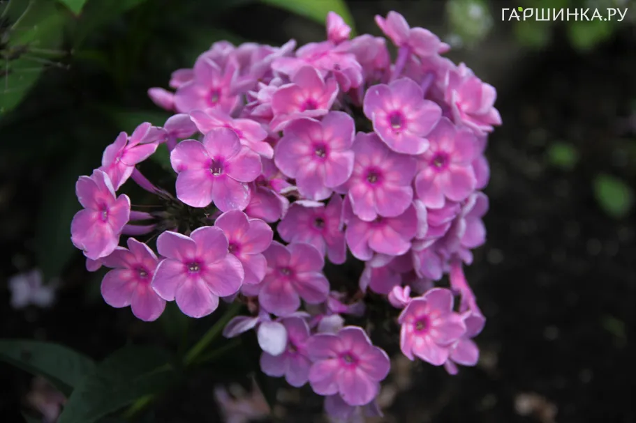 Флокс Анна Каренина