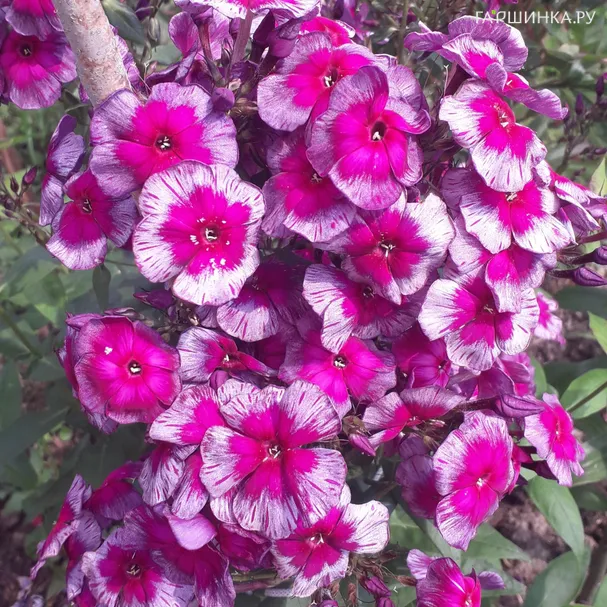 Флокс Дракон