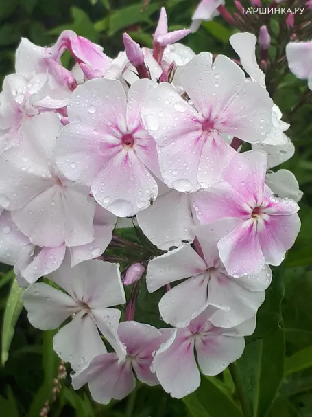 Флокс Зимнее утро