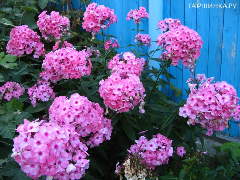 Флокс Оленька