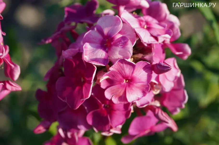 Флокс Травиата