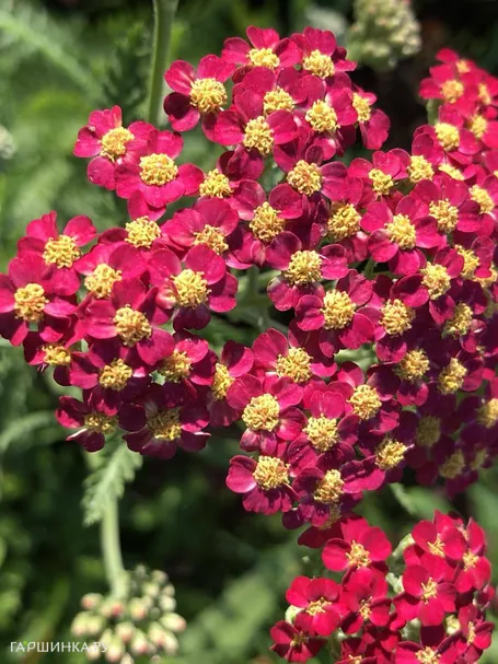 Тысячелистник Ред Вельвет