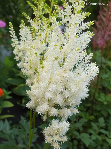 Астильба Арендса Диамант