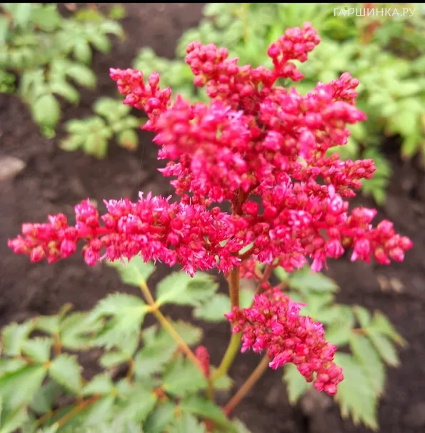 Астильба Арендса Фанал