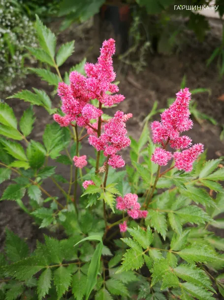 Астильба японская Кельн