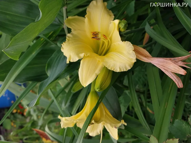 Лилейник Биг Тайм Хэппи