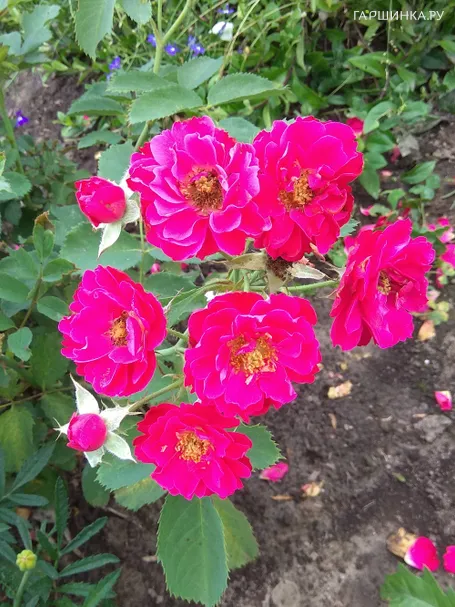 Роза Виннипег Паркс канадская парковая (лиц)