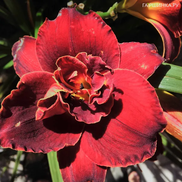 Лилейник Дабл Файркрэкер