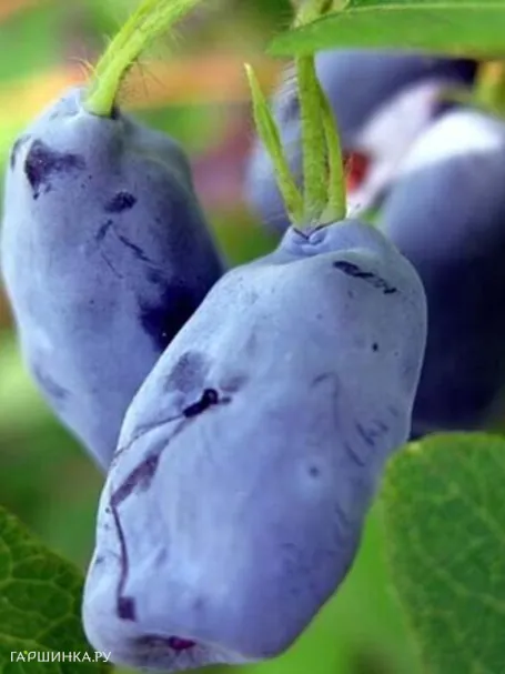 Жимолость Ленинградский великан