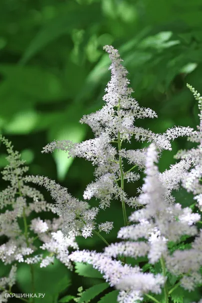 Астильба китайская Вижн ин Вайт