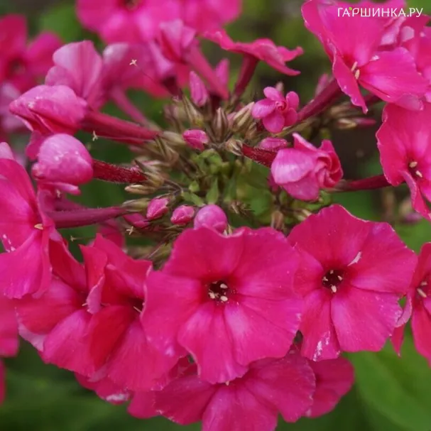 Флокс Нелли