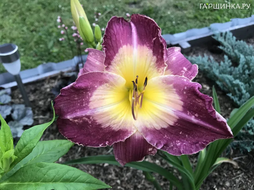 Лилейник Малазиан Монарх