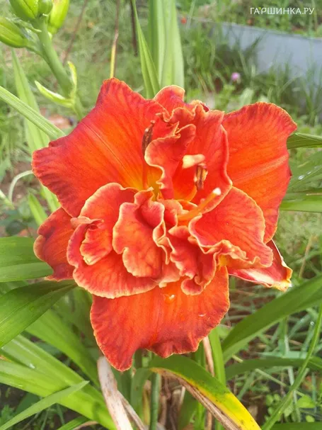 Лилейник Мозес Файе