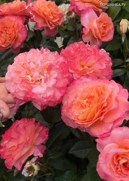 Роза Августа Луиза чайно-гибридная, Тантау (лиц)