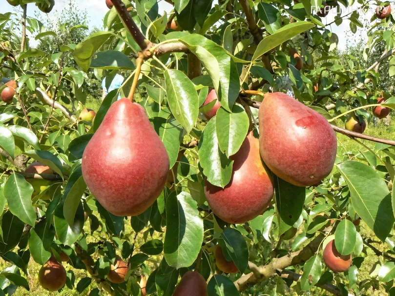 Груша Нарядная Ефимова