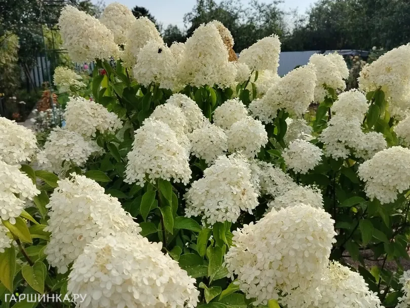Гортензия Лаймлайт метельчатая