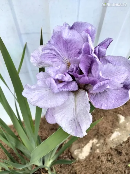 Ирис сибирский Ригамароле