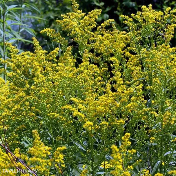 Золотарник (солидаго) гибридный Страхленкрон