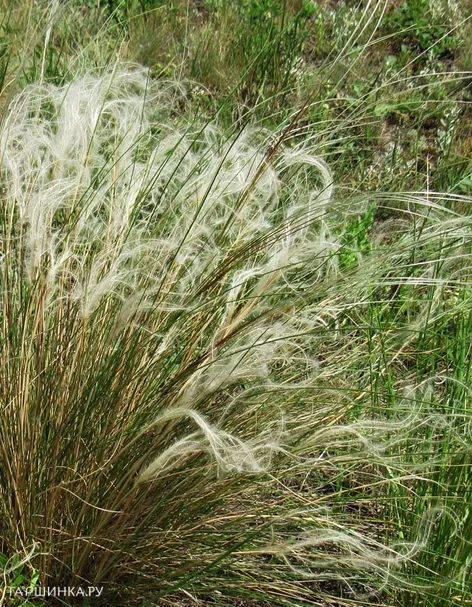 Ковыль перистый