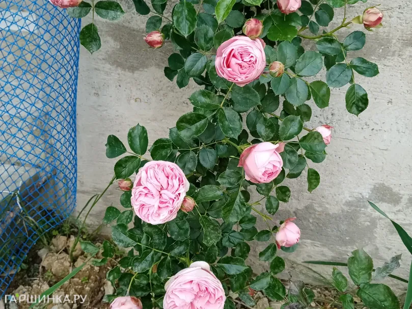 Роза Альков плетистая, Imperial Rose